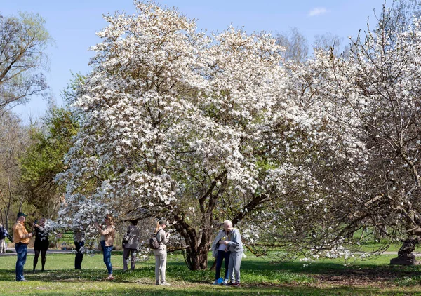 Nsanlar Riga Botanik Bahçesi Nde Parlak Bahar Gününde Magnolia Stellata — Stok fotoğraf