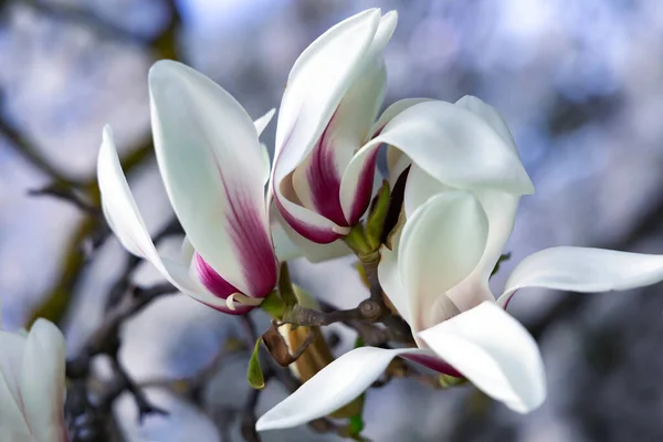 Ramas Con Hermosa Floración Magnolia Sulange Brillante Día Primavera Contra — Foto de Stock