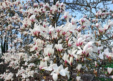 Güzel Magnolia sulandırması olan dallar mavi gökyüzüne karşı aydınlık bir bahar günü. Geniş yeşil yaprakları ve geniş çiçekleri olan manolya ağacı..