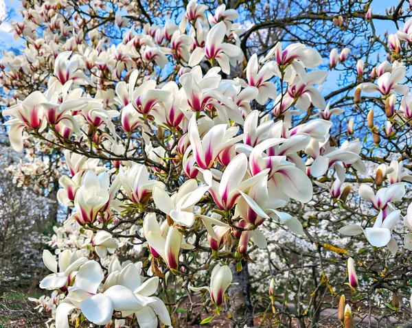 Güzel Magnolia sulandırması olan dallar mavi gökyüzüne karşı aydınlık bir bahar günü. Geniş yeşil yaprakları ve geniş çiçekleri olan manolya ağacı..