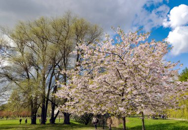 LATVIA, RIGA, APRIL, 2023 - Riga 'nın sakinleri ve konukları Riga, Letonya' daki Zafer Parkı 'nda yeşil çimlerde dinleniyor