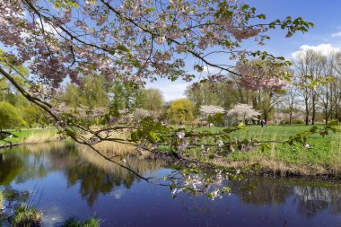 LATVIA, RIGA, APRIL, 2023 - Zafer Parkı, Riga 'da verimli bir bahar gününde, su kenti kanalı yakınında yemyeşil çayırlar olan sakura ağaçları çiçek açıyor. - Letonya. Bahar mevsiminde Sakura bahçesi.