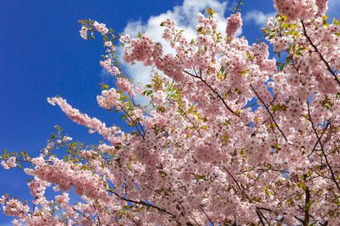 Mavi gökyüzü arka planında bahar mevsiminde pembe sakura kiraz çiçekleri dalları. Bahçe dekorasyonu için pembe yapraklı bitkiler. Sakura çiçekleri yaklaşın..