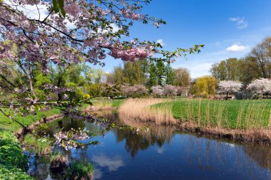 Zafer Parkı, Riga 'da güneşli bir bahar gününde su kenti kanalı üzerinde yemyeşil çayırlar olan sakura ağaçları açıyor. - Letonya. Bahar mevsiminde Sakura bahçesi.