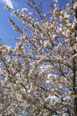Aydınlık bir bahar gününde mavi gökyüzüne karşı çiçek açan kiraz ağacının dalları. Gün ışığındaki meyve ağacından çiçek..