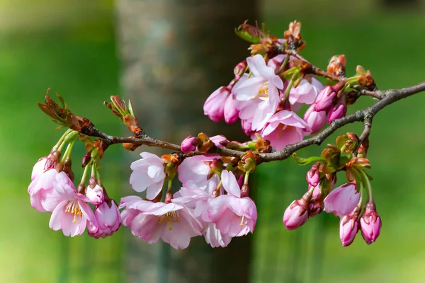 Pink Sakura Cherry Blossoms Branch Spring Season Japan Pink Flowers — Stock Photo, Image