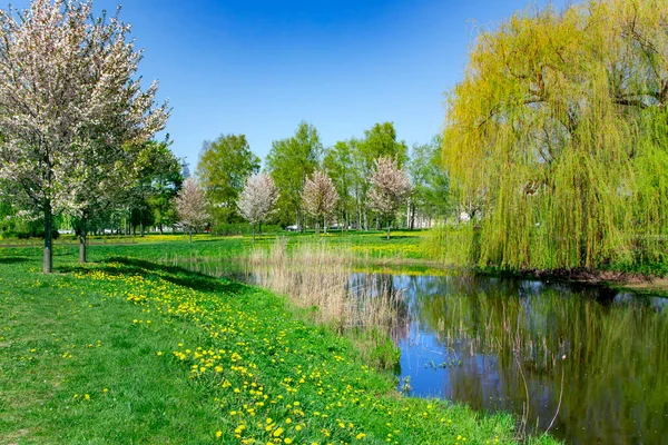 Słoneczny Wiosenny Krajobraz Małym Stawem Płaczącą Wierzbą Brzegu Parku Zwycięstwa — Zdjęcie stockowe