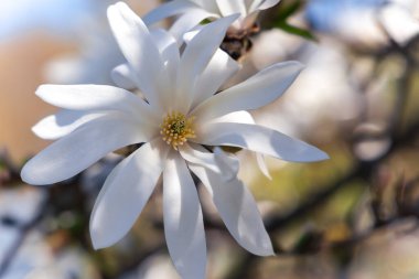 Beyaz Magnolia stellata 'lı dallar Royal Star veya Yıldız Magnolia' ya yakın çekim. Bahar mevsimi, tatlı koku.
