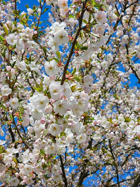 Branches Blossoming Cherry Tree Blue Sky Bright Spring Day Blossom — Stock Photo, Image