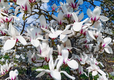 Güzel Magnolia sulandırmalı dallar parlak bir bahar günü kapanır. Geniş yeşil yaprakları ve geniş çiçekleri olan manolya ağacı..