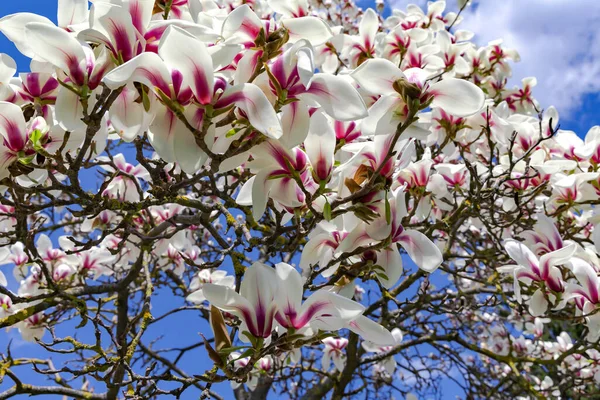Branches Beautiful Blooming Magnolia Sulange Bright Spring Day Closeup Magnolia — Stock Photo, Image