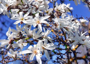 Beyaz Magnolia stellata 'lı dallar Royal Star veya Yıldız Magnolia' ya yakın çekim. Bahar mevsimi, tatlı koku.