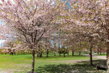 Mavi arka planda bahar mevsiminde pembe sakura kiraz ağaçları çiçek açar. Bahçe dekorasyonu için pembe çiçekli Sakura ağaçları.