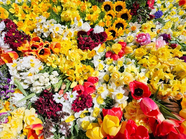 Glade Colorido Panorámico Diferentes Variedades Flores Tulipanes Narcisos Rosas Cálido —  Fotos de Stock