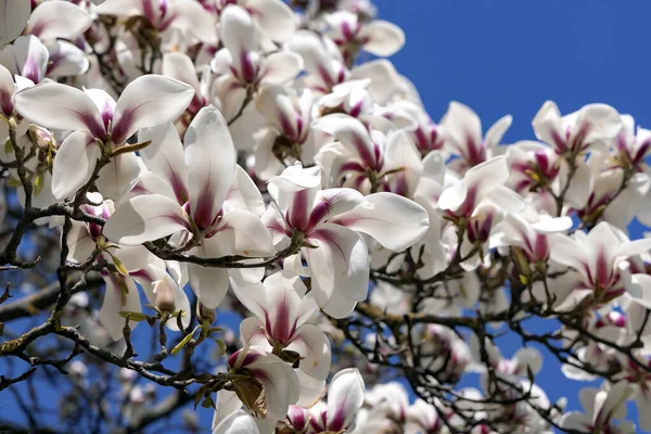 Branches Beautiful Blooming Magnolia Sulange Bright Spring Day Blue Sky — Stock Photo, Image