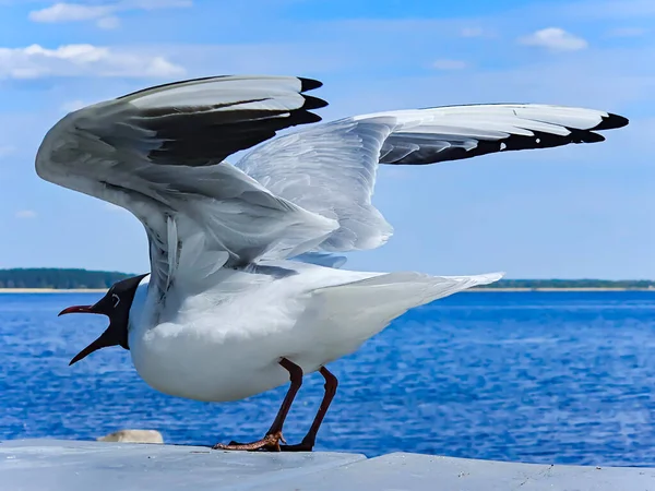 Black Head Seagull Raised Wings Raised Ready Flight Shore Lake — Stock Photo, Image
