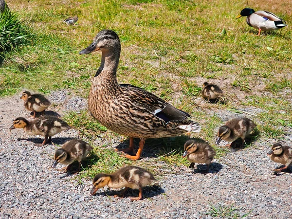 Little Ducklings Mom Duck Green Grass Breeding Season Wild Ducks — Stock Photo, Image