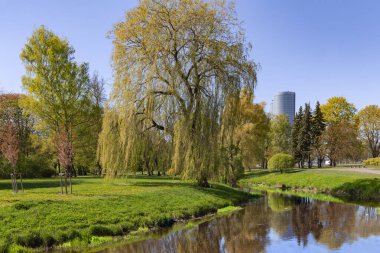 Letonya, Riga 'daki Victory Park' ta küçük göletli güneşli bahar manzarası. Bahar mevsiminde Sakura bahçesi.
