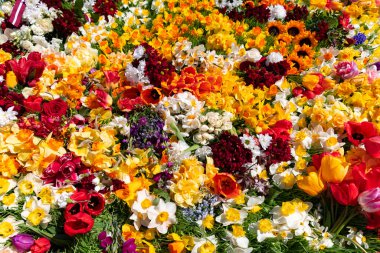 Anıtın yanındaki yeşil çimlerin üzerinde çeşitli bahar çiçekleri yatar. Farklı tatiller için tebrikler..