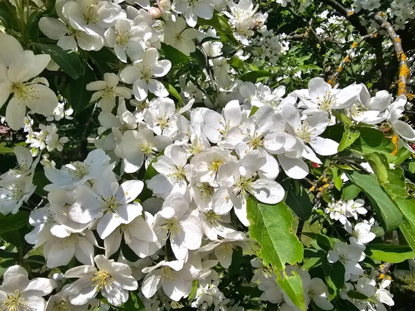 Ramos Uma Árvore Maçã Florescente Branca Dia Primavera Brilhante Flor — Fotografia de Stock