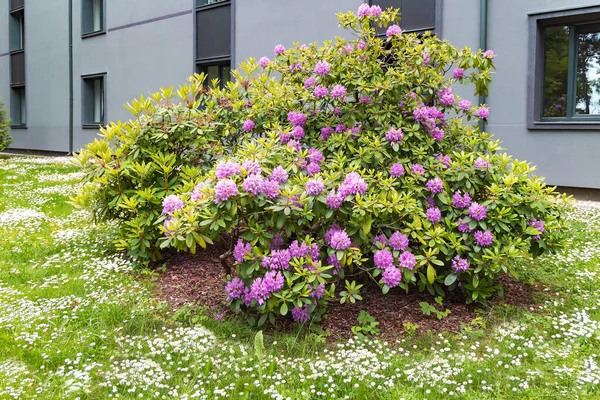 Grande Arbusto Rododendro Rosa Prado Florido Com Margaridas Brancas Perto — Fotografia de Stock