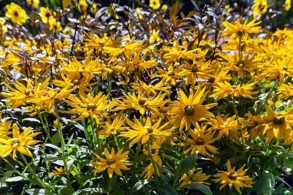 Arbusto Grande Rudbeckia Fulgida Echinacea Alaranjado Echinacea Perene Dia Verão — Fotografia de Stock