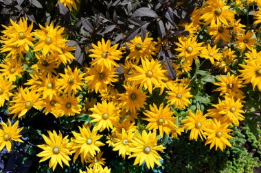 Rudbeckia fulgida 'nın büyük çalılığı, turuncu ekinezya ya da kırsal alanda yaz günlerinde uzun ömürlü ekinezi