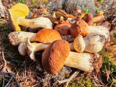 Boletus porcini mantarlarından bir demet güneş ışığı altında nemli orman yosunlarının üzerine uzanır. Doğada yetişen sağlıklı vejetaryen yiyecekler..