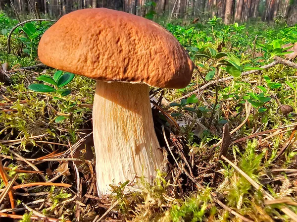 Güneşli bir çam ormanında yeşil ıslak yosun içinde Boletus Porcini mantarı. Doğada yetişen sağlıklı vejetaryen yiyecekler..