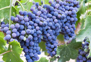 İtalya, Bergamo 'daki üzüm bağlarında olgunlaşmış üzüm demetleriyle dolu bir üzüm. Mavi üzüm meyvesi mevsimlik açık hava tarım posteri. 