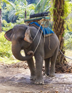 Friendly asian elephants with a basket for tourists on the back in Thailand, South-East Asia. Natural habitat of Thai elephant is in tropical forests.