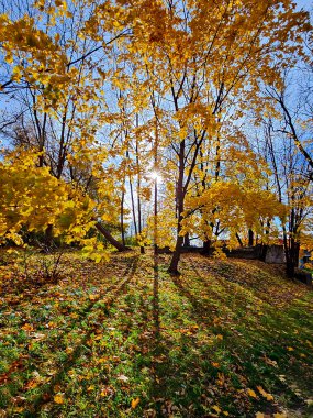 Sarı sonbahar yapraklı uzun akçaağaçlarıyla ve Riga 'da batan güneşin uzun gölgeleriyle park edin. Letonya