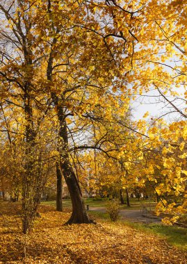 Riga 'da batan güneşin ılık ışınlarında sarı sonbahar yapraklı uzun akçaağaçlı bir park. Letonya