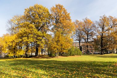 Letonya 'nın Riga şehrindeki parkın güneşli bir gününde mavi gökyüzüne karşı yeşil bir çayır üzerinde parlak sarı sonbahar yapraklarıyla meşe yolu..