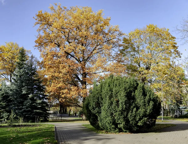 Rengarenk ağaçların olduğu sonbahar manzarası yeşilliklerin değiştiği, karışık Riga parkında farklı ağaç türlerinin yetiştiği, Letonya