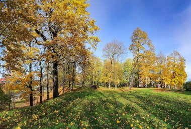 Riga 'da uzun ağaçlar, sarı yapraklar ve yeşil çimenler olan güzel bir sonbahar parkı. - Letonya. Turuncu meşe ağacı ve sarı akçaağaç. İyi korunmuş çevre kavramı.