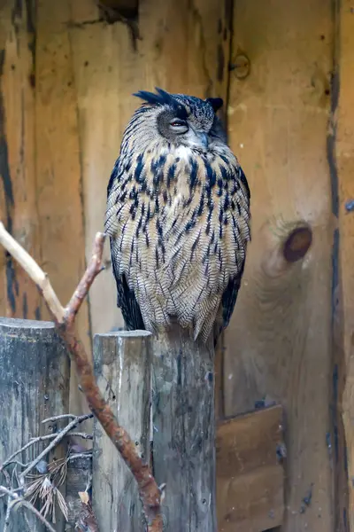 Eurasian eagle-owl in all of its majesty. Bubo bubo is a species of eagle-owl that resides in much of Eurasia.