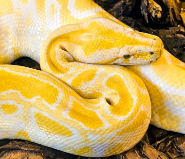 Altın sarısı piton, güzel sarı derili yılan desenli albino yılanı. Sabit piton zehirli olmayan bir yılandır..