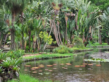 Brezilya, Rio de Janeiro Botanik Bahçesi 'nde yağmur ormanı ve gölet. Botanik bahçesi, 8000 'den fazla bitki türüne sahip 137 hektarlık bir bahçedir..
