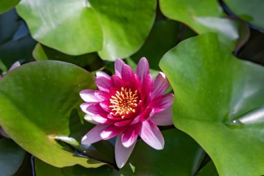 Yeşil yapraklarla çevrili güzel bir Nymphaea Salyangoz Derin Pembe Su Lily 'nin yakın görüntüsü.