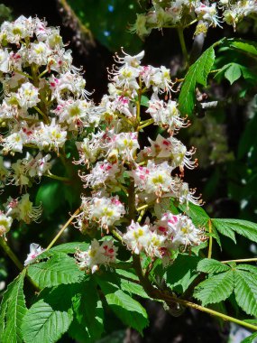 Kestane ağacının piramit şeklindeki infloresansı. Çiçekli kestane dalları yakın plan, bahar mevsimi çiçek açma mevsimi. Çiçek ve yaprak dokuları.