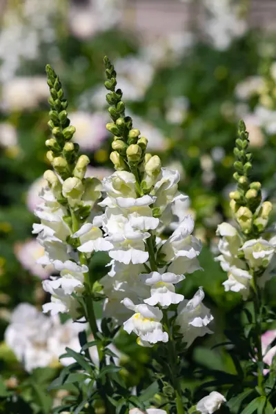 stock image Fresh bushes of white snapdragon flowers in a flowerbed on a summer day closeup