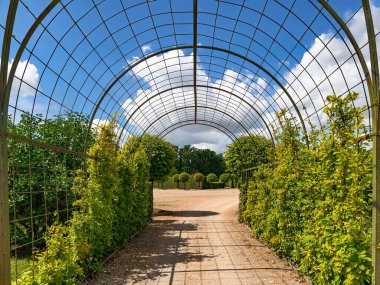 Letonya 'nın Rundale bahçesinde yetişen üzümlü sarmaşık tüneli.