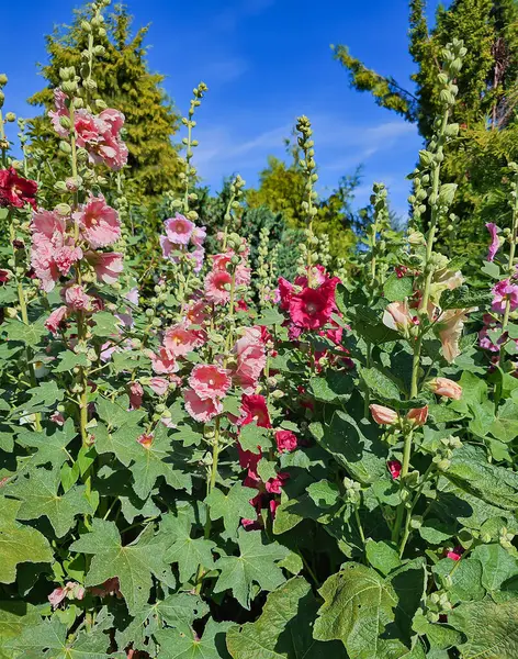 Alcea, Mallow familyasından çiçek açan bir çiçektir. Çiçekler yalnız olabilir ya da faşist ya da ırk olarak düzenlenebilir.. 