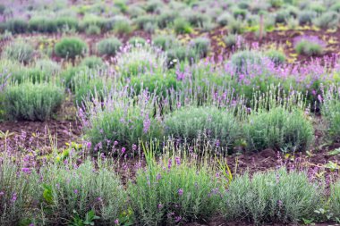 Güneşli yaz sabahında çiçek açan mor lavanta tarlası. Letonya kırsal bölgesi.