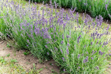 Güneşli yaz sabahında çiçek açan mor lavanta tarlası. Letonya kırsal bölgesi.