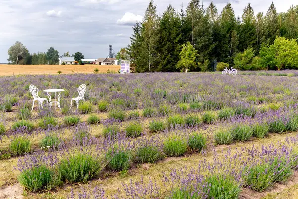 stock image Large beautiful lavender fields with white garden furniture for romantic photo zones. Clean environment concept of ecological gardening.