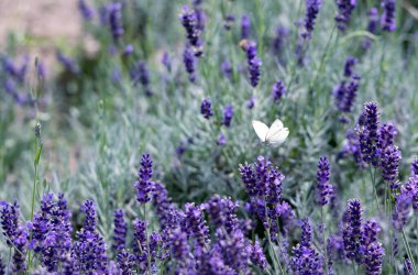 Çiçekli, güneşli bir yaz sabahında, çiçek açmış, mor lavanta tarlasında beyaz bir kelebek. Letonya kırsal bölgesi.