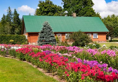 Letonya 'nın Kurzeme bölgesindeki yazlık bir bahçede çeşitli renklerde güzel bereketli filizlerden oluşan geniş bir tarla.