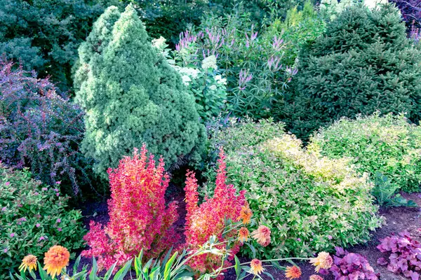 stock image Various garden and coniferous shrubs of different heights and colors for an alpine slide in a cottage garden